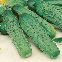 Семена огурца Пасамонте F1