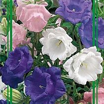 семена колокольчика Чашка с блюдцем