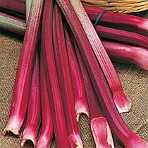 семена ревеня Виктория