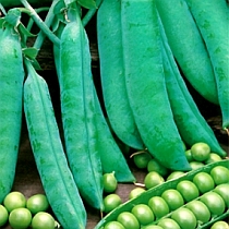 семена гороха Премиум