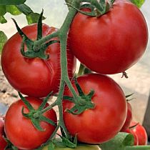 Семена томата Сервер F1