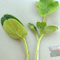 Семена подвоя для арбуза Рут Пауэр F1