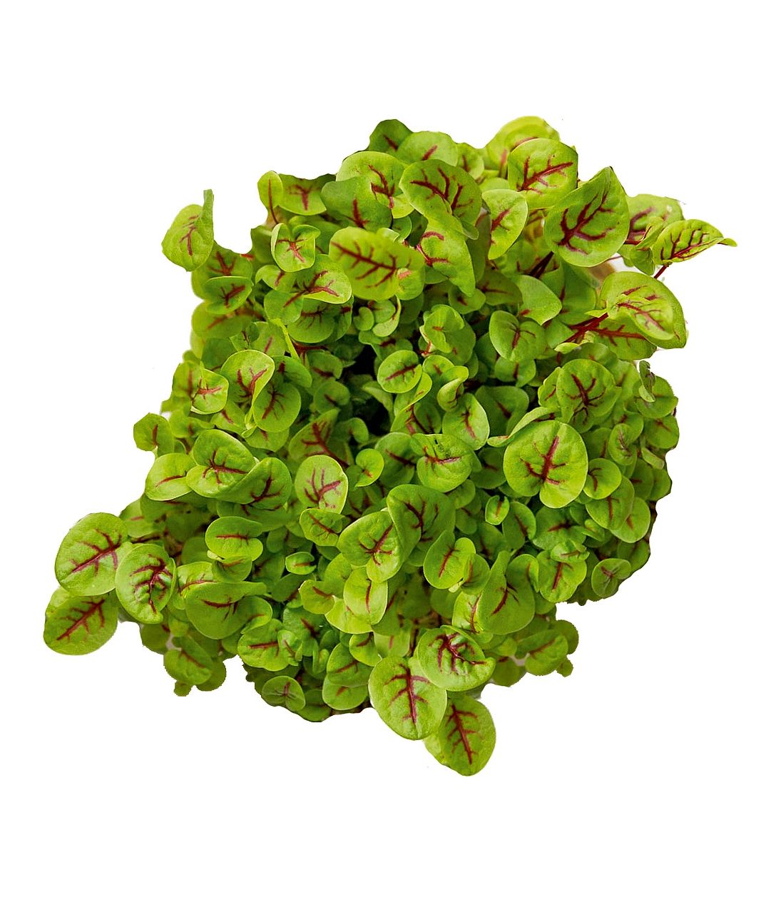 Семена микрозелени щавеля Сангвиник 