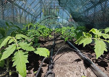 Демонстрационная теплица - итоги сезона