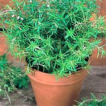 семена чабера Филевский Семко