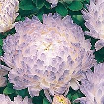 семена астры пионовидной Зильбертурм