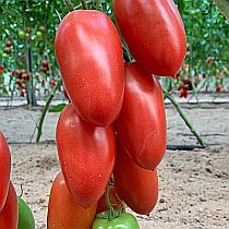 Семена томата Семко 2112 F1