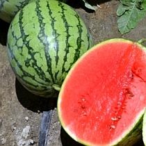 Семена арбуза Рамбла F1