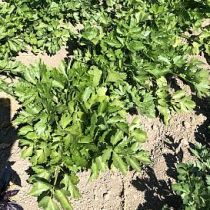 семена листового сельдерея Нежный