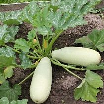 семена кабачка Белогор F1 