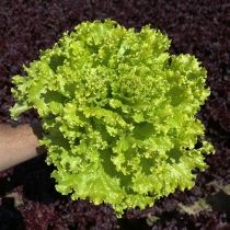 семена полукочанного салата Кучерявец Семко