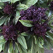 семена базилика Сиамская Королева