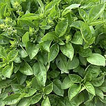 семена базилика Мединет