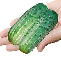 Семена огурца Каскадер F1