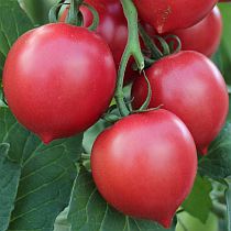 Семена томата Росе F1