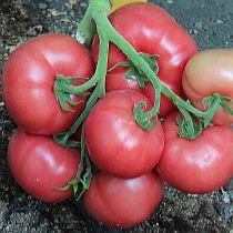 Семена томата Бокеле (60) F1