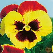 семена виолы Маргарита 