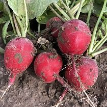 Семена редиса Эстер