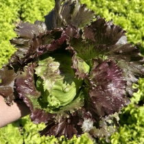 семена кочанного салата Уникум