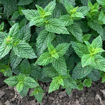 семена мяты садовой Спиката