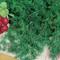 семена укропа Бельмонд