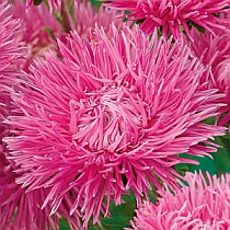 семена астры художественной Юлия