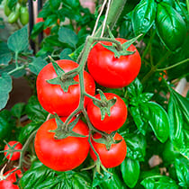 Семена томата Тора F1