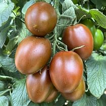 Семена томата Пасхальное Яйцо F1