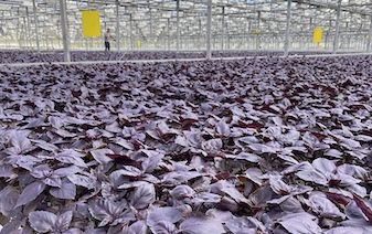 Проект номер три: Устойчивость создает различия (RMTD)