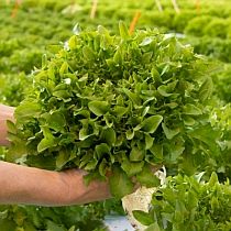 семена листового салата Скилтон