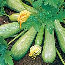 семена цукини Цукеша