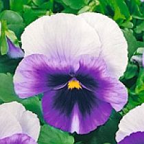 семена виолы Софья