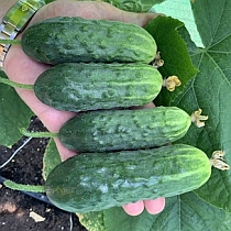 Семена огурца Талисман F1