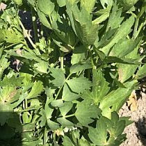 семена любистока Преображенский Семко