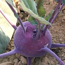 Семена капусты кольраби Виолета