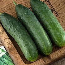 Семена огурца Сапшо F1