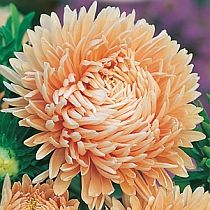 семена астры пионовидной Априкот