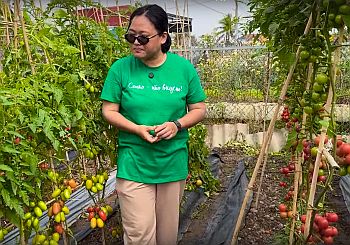 От наших зарубежных коллег - удивительные томаты во Вьетнаме!