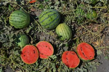 Успехи были ожидаемы... и желанны овощеводам!