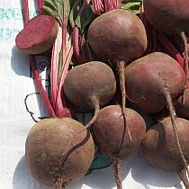 семена свеклы столовой Модана