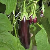 Семена баклажана Алексеевский