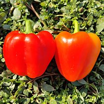 семена перца сладкого белла виста f1 