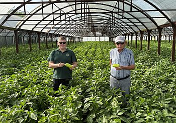 Наши перцы в Узбекистане - 2024