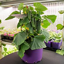 Семена огурца Домашний Удалец F1