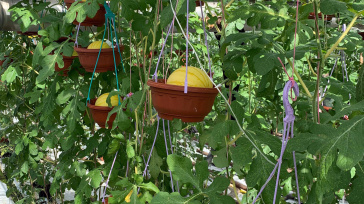 Летние порционные арбузы под Москвой. Агрокомбинат Московский.