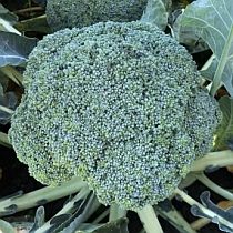 Семена капусты брокколи Линда