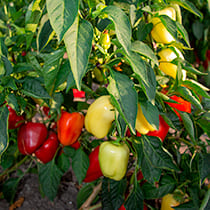 семена перца сладкого юбилеум 30 f1