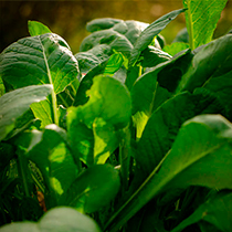 семена репы листовой Комацуна (зеленая)