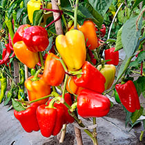 семена перца сладкого тамерлан f1