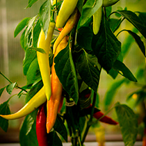 Семена перца острого Спаньола 